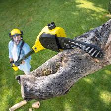 Tree and Shrub Care in Laurel Hollow, NY