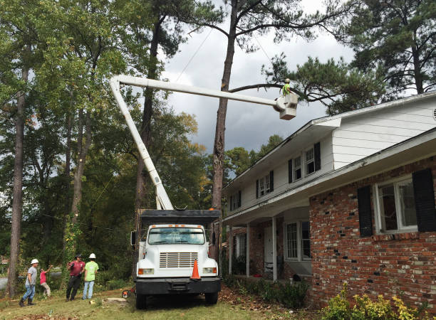 How Our Tree Care Process Works  in  Laurel Hollow, NY