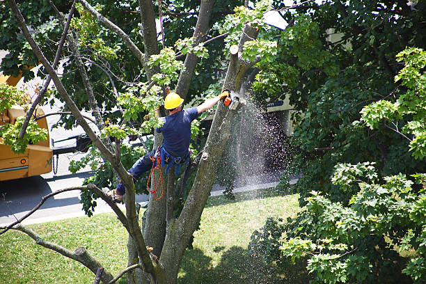 Professional Tree Care in Laurel Hollow, NY